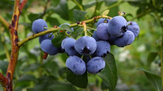 “Arándano: Antioxidante Natural para la Prevención de Enfermedades”